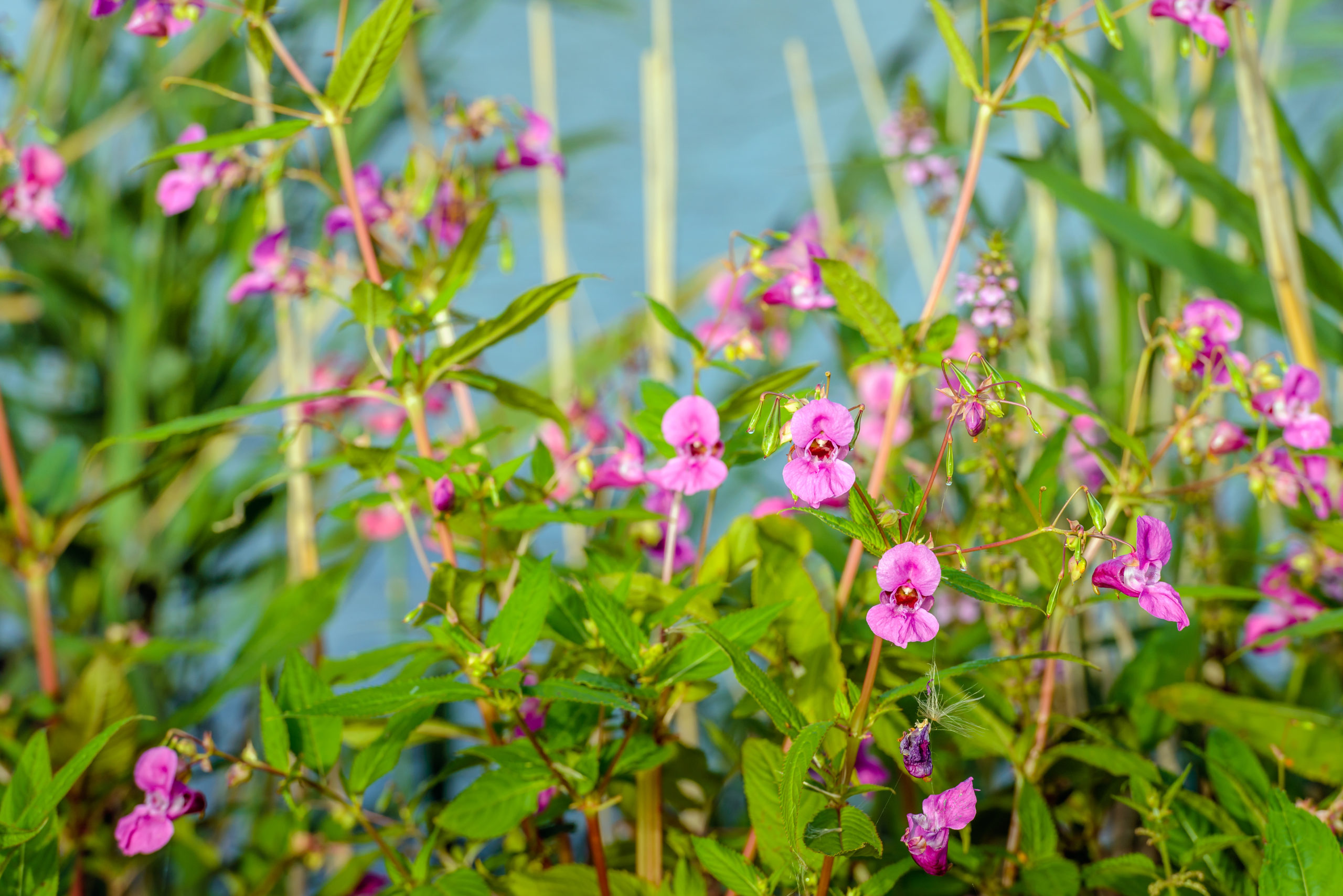 RHS 2017 (place holder) Himalayan balsam